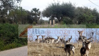 Ελάφια στους δρόμους του Πύργου Ηλείας