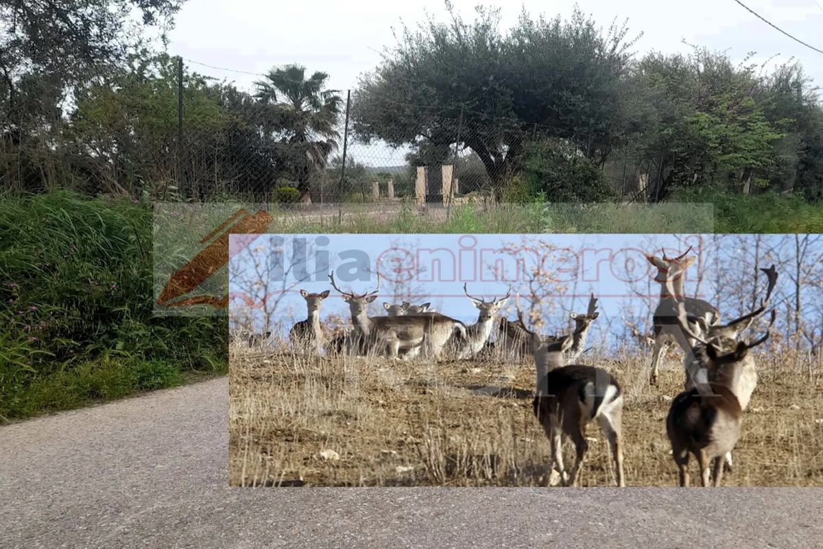 Πύργος: Ελάφια «το έσκασαν» από περιφραγμένο χώρο και προκάλεσαν τροχαία