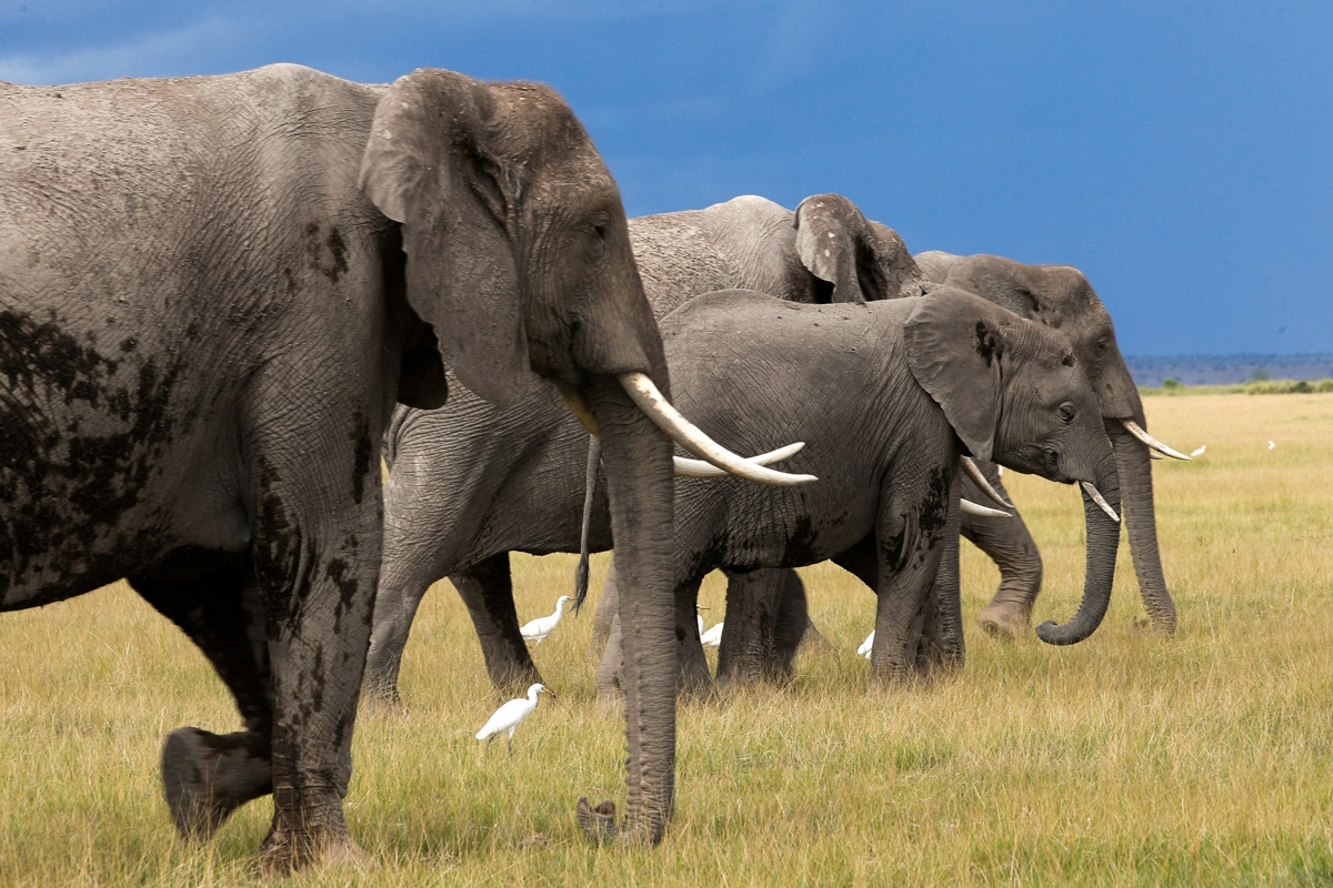 Νεκρός Αμερικανός εκατομμυριούχος σε σαφάρι στη Γκαμπόν - Ποδοπατήθηκε από ελέφαντες