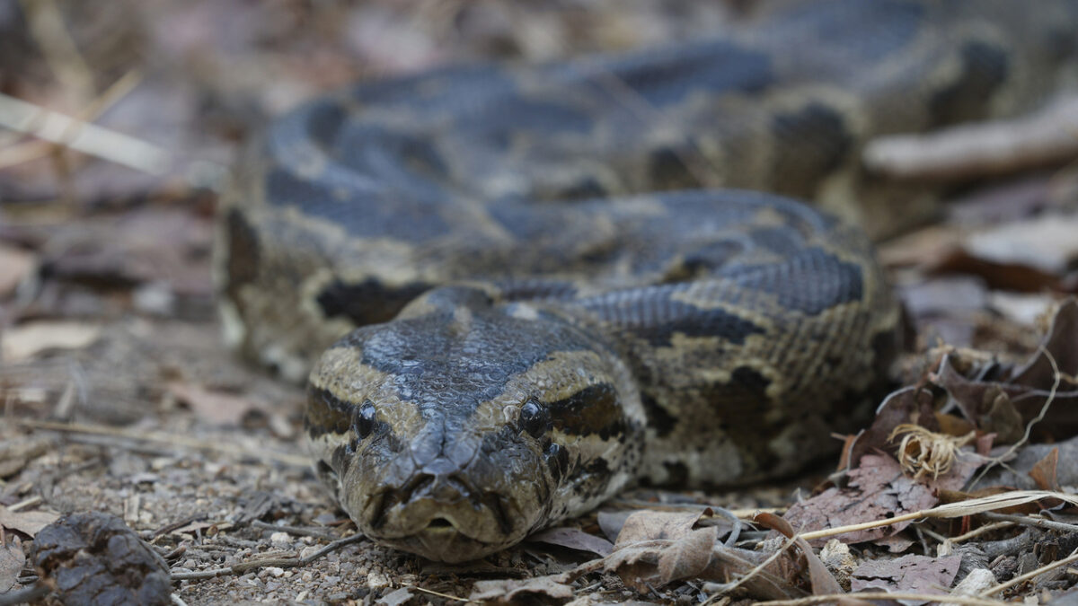 African Rock Python snake constrictor reptile predator dangerous wildlife nature woodland camouflage hunting leaves
