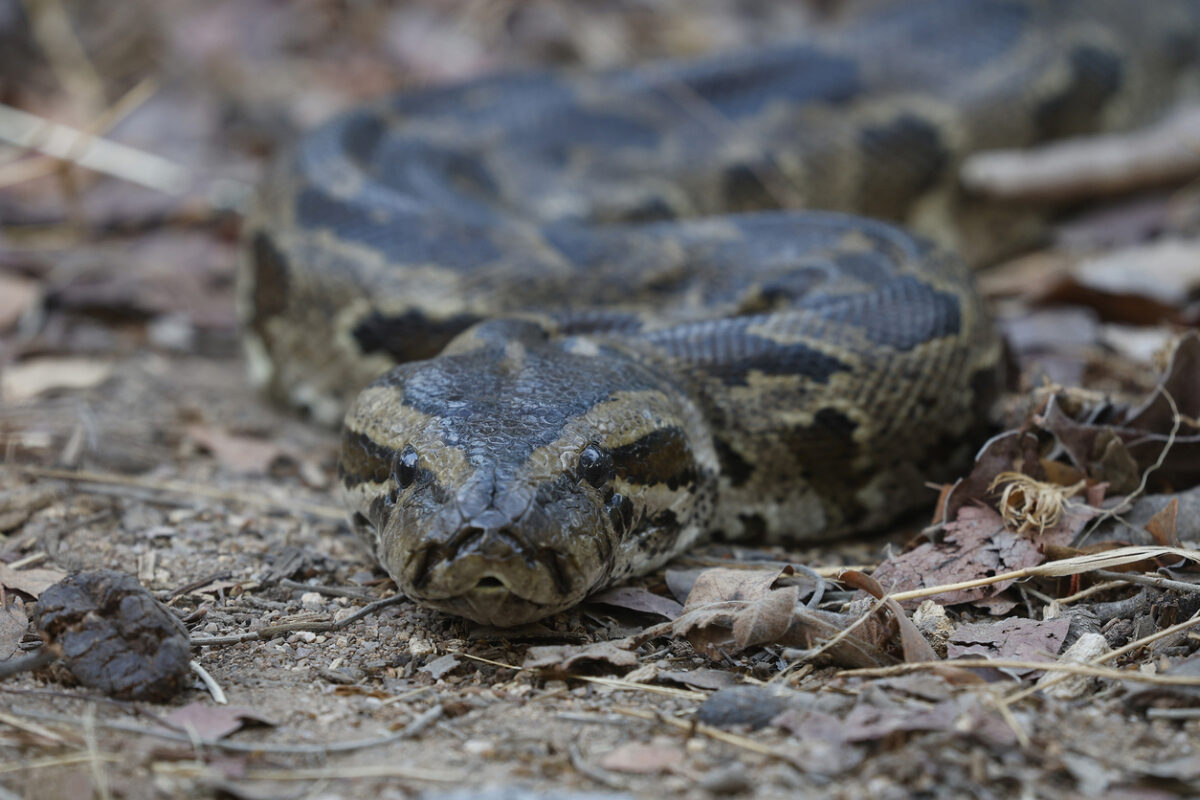 Πολωνία: Η αστυνομία ανακάλυψε 148 πύθωνες σε πολυκατοικία
