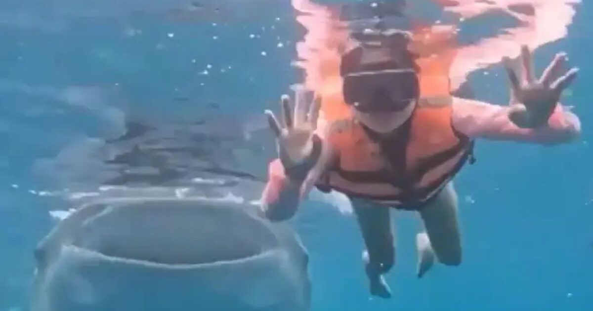 Φιλιππίνες: Φαλαινοκαρχαρίας έκανε photobombing σε κολυβήτρια