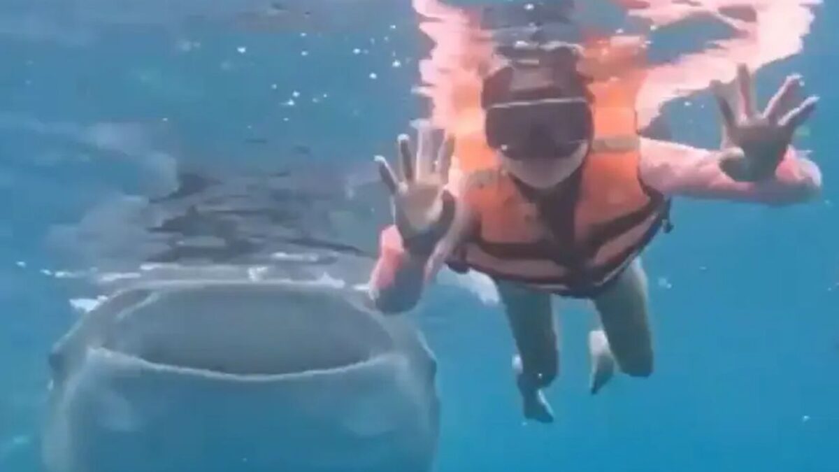 Φαλαινοκαρχαρίας έκανε photobombing σε κολυμβήτρια