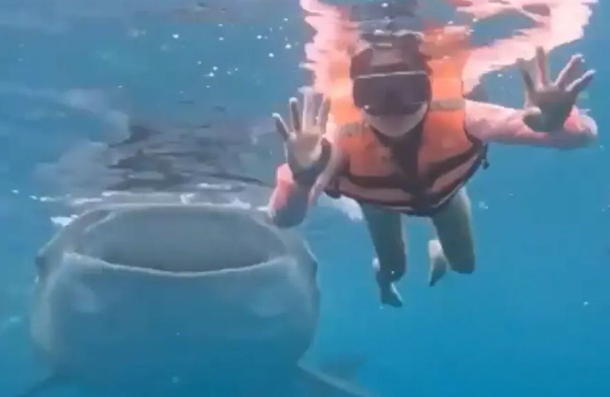 Φαλαινοκαρχαρίας έκανε photobombing σε κολυμβήτρια