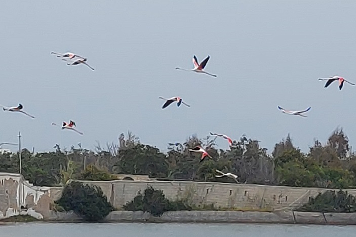 Πάρος: Εντυπωσιακά φλαμίνγκο «ζωγράφισαν» τον ουρανό του νησιού