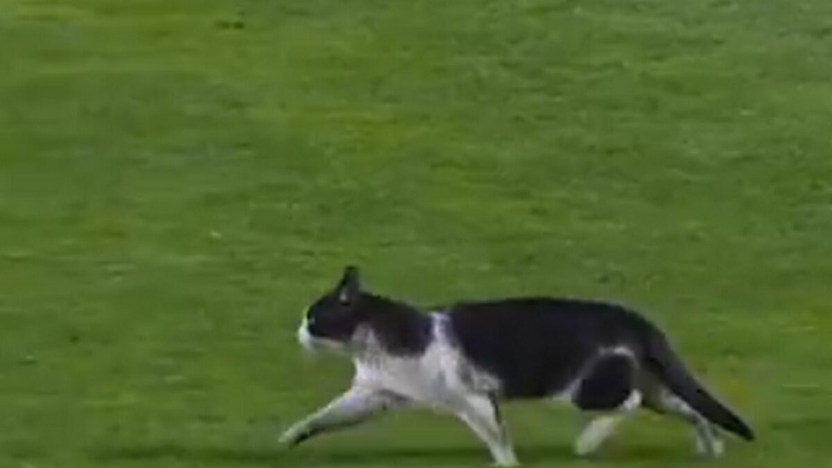 Πορτογαλία: Μία γάτα διέκοψε τον αγώνα Εστρέλα Αμαδόρα – Σπόρτινγκ Λισαβόνας