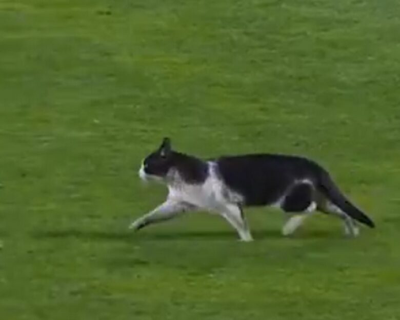 Πορτογαλία: Μία γάτα διέκοψε τον αγώνα Εστρέλα Αμαδόρα – Σπόρτινγκ Λισαβόνας