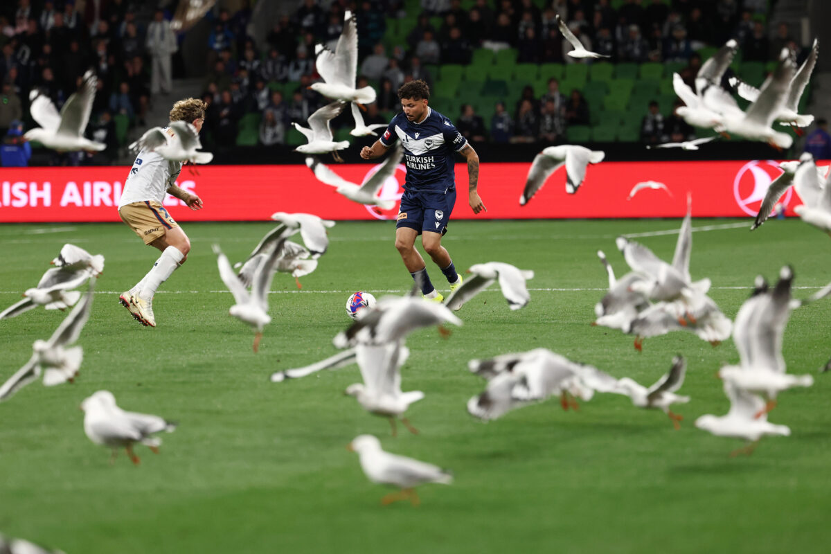 Αυστραλία: «Εισβολή» γλάρων δημιούργησε χάος σε ποδοσφαιρικό αγώνα