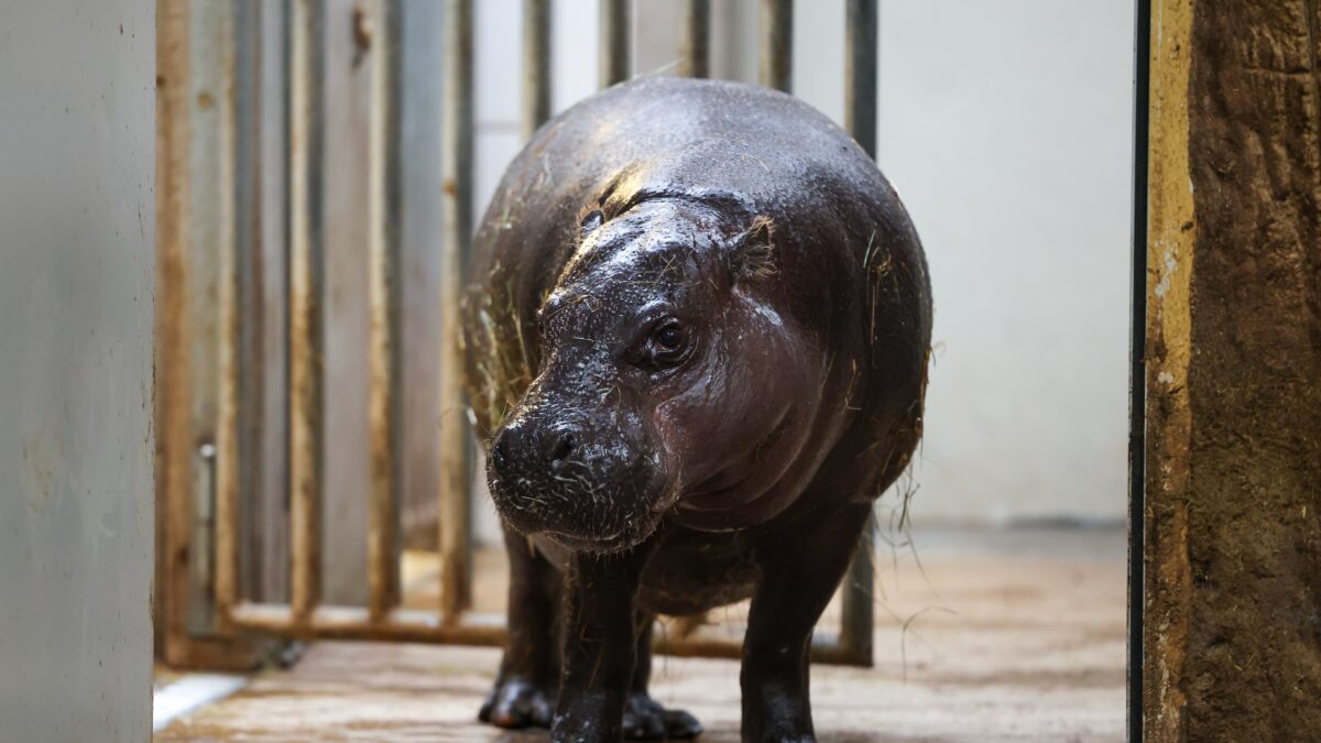 08 December 2025, North Rhine-Westphalia, Duisburg: Ayoka, 18-year-old mother of pygmy hippopotamus Panya, looks from her stable to the public enclosure. The young animal was born on 26.11.2025 and has now been presented to the public. Photo by: Christoph Reichwein/picture-alliance/dpa/AP Images
