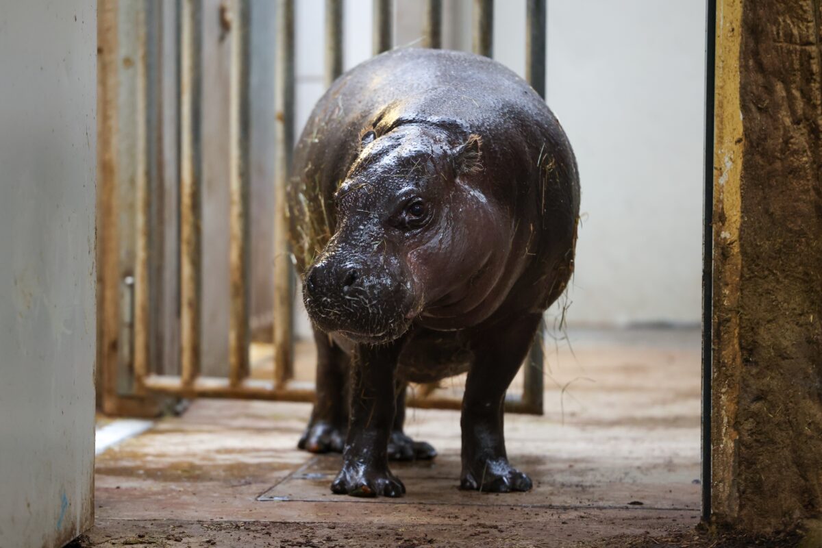 Κολομβία: Προς θανάτωση 80 «ναρκο-ιπποπόταμοι» του Εσκομπάρ - Αντιδρούν περιβαλλοντικές οργανώσεις