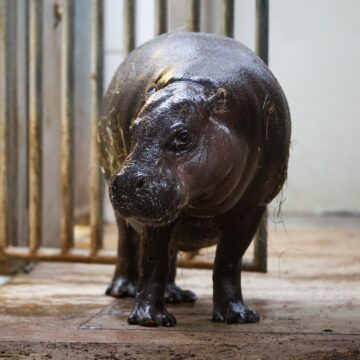 08 December 2025, North Rhine-Westphalia, Duisburg: Ayoka, 18-year-old mother of pygmy hippopotamus Panya, looks from her stable to the public enclosure. The young animal was born on 26.11.2025 and has now been presented to the public. Photo by: Christoph Reichwein/picture-alliance/dpa/AP Images