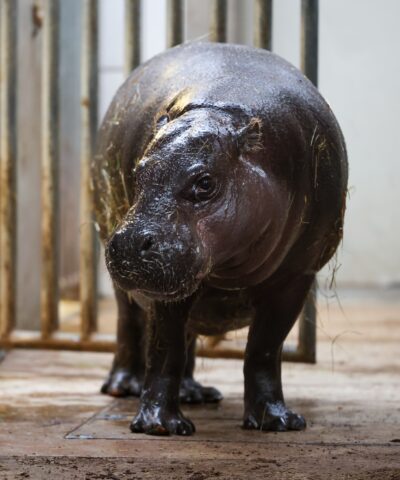 08 December 2025, North Rhine-Westphalia, Duisburg: Ayoka, 18-year-old mother of pygmy hippopotamus Panya, looks from her stable to the public enclosure. The young animal was born on 26.11.2025 and has now been presented to the public. Photo by: Christoph Reichwein/picture-alliance/dpa/AP Images
