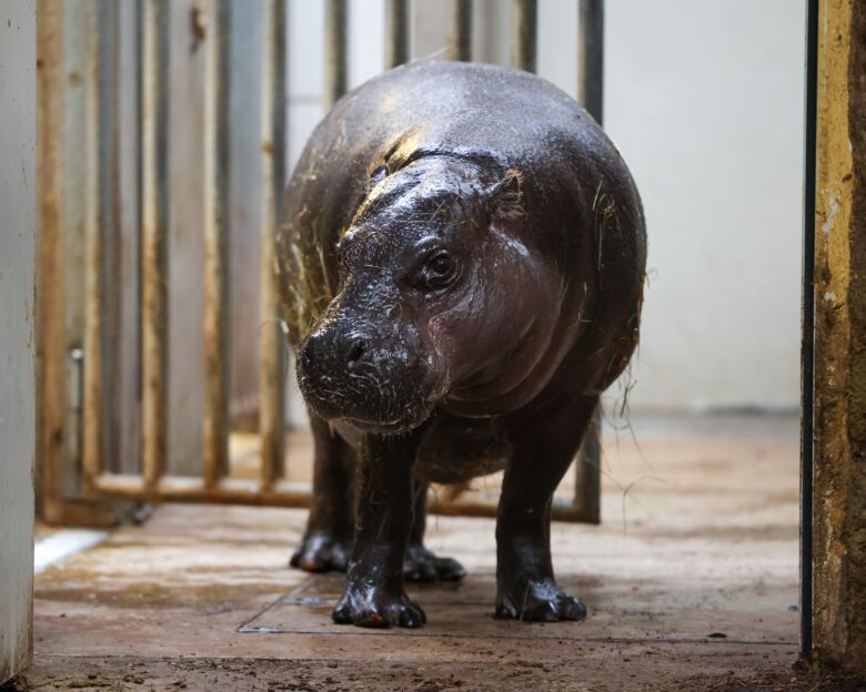 08 December 2025, North Rhine-Westphalia, Duisburg: Ayoka, 18-year-old mother of pygmy hippopotamus Panya, looks from her stable to the public enclosure. The young animal was born on 26.11.2025 and has now been presented to the public. Photo by: Christoph Reichwein/picture-alliance/dpa/AP Images