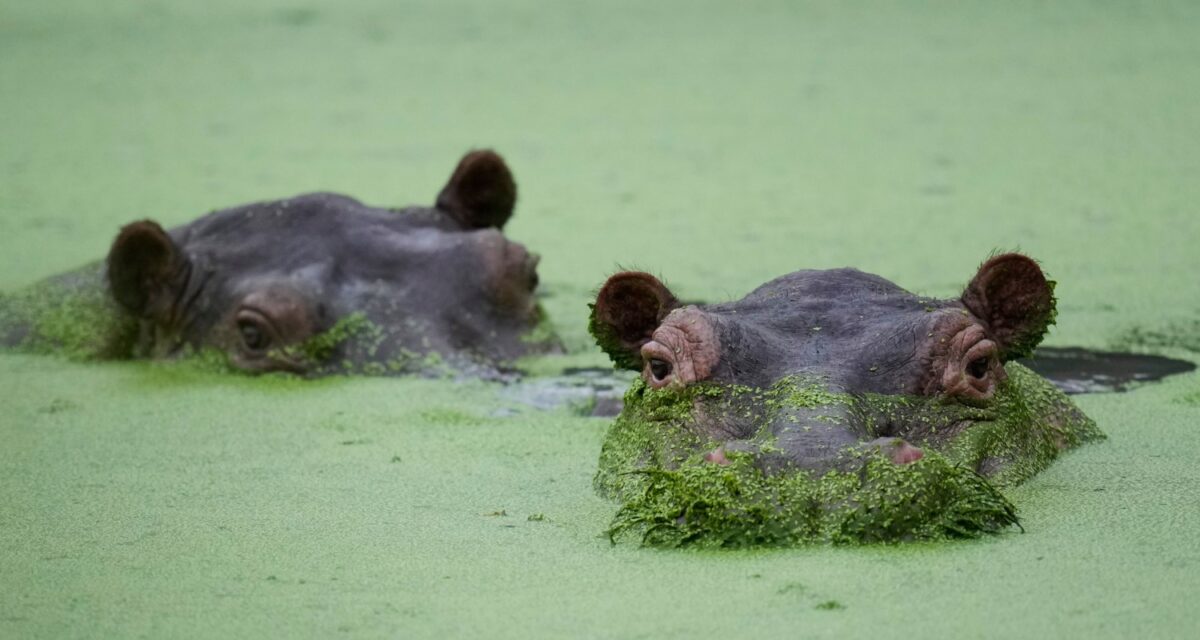 Κολομβία: Γιος Ινδού δισεκατομμυριούχου θα σώσει τους προς θανάτωση «ναρκο-ιπποπόταμους» του Εσκομπάρ