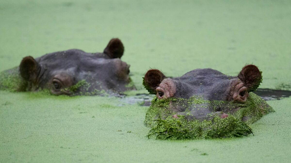 Hippos wallow at a lagoon in the Hacienda Napoles Park, once the private estate of drug kingpin Pablo Escobar, in Puerto Triunfo, Colombia, Friday, April 24, 2026. (AP Photo/Fernando Vergara)