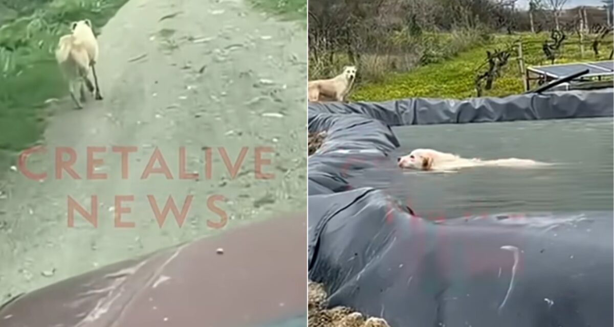 Ηράκλειο: Σκυλίτσα έκανε 1 χλμ. για να βρει βοήθεια για το κουτάβι της που έπεσε σε λιμνοδεξαμενή
