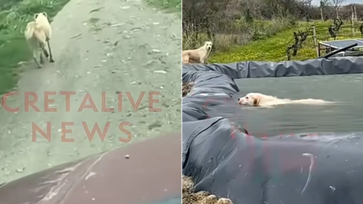 Ηράκλειο: Σκυλίτσα έκανε 1 χλμ. για να βρει βοήθεια για το κουτάβι της που έπεσε σε λιμνοδεξαμενή