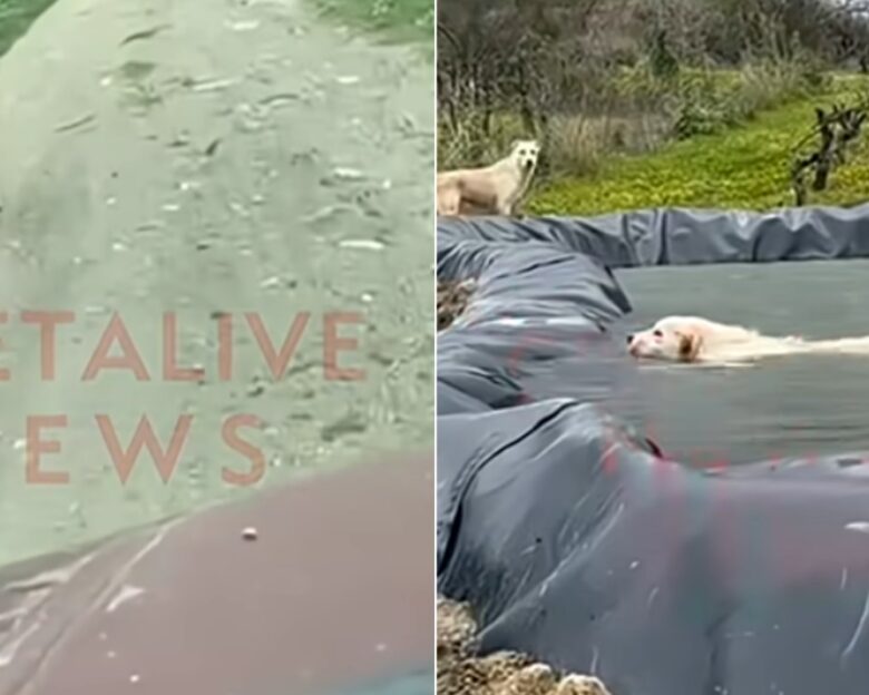 Ηράκλειο: Σκυλίτσα έκανε 1 χλμ. για να βρει βοήθεια για το κουτάβι της που έπεσε σε λιμνοδεξαμενή