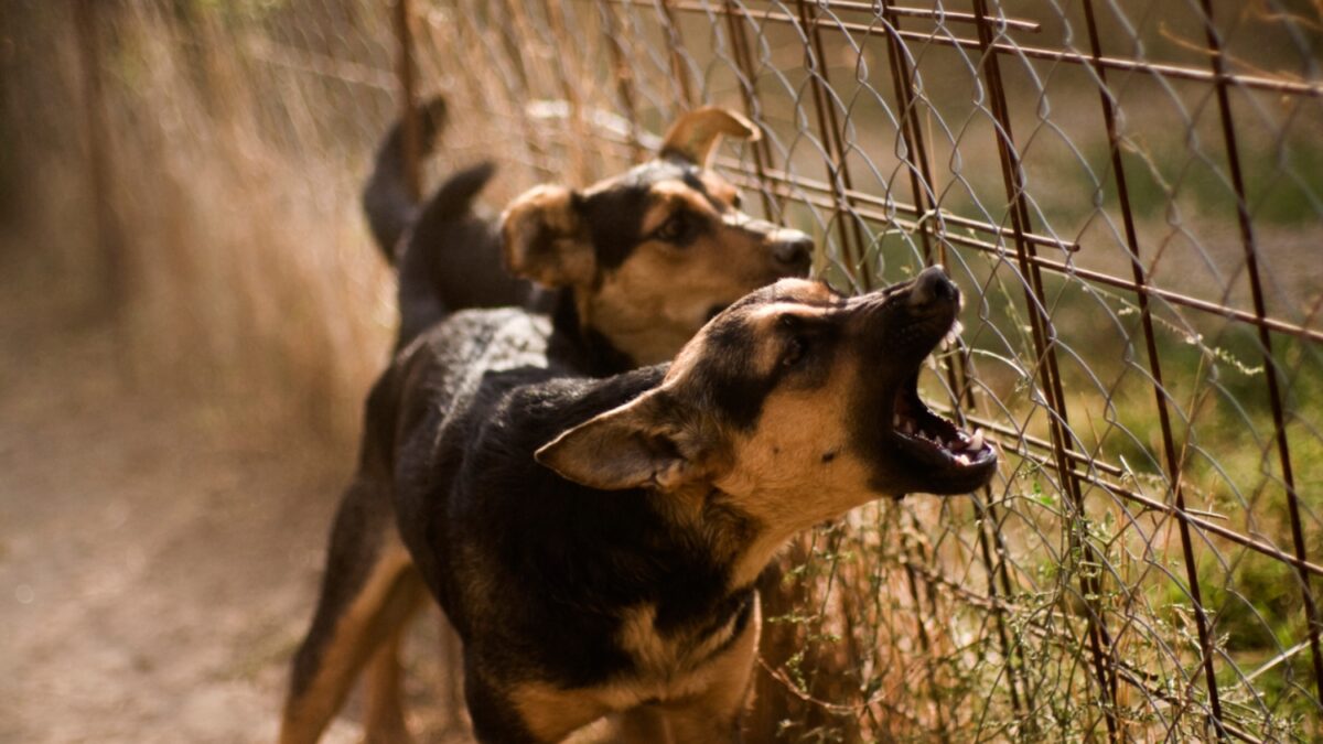 Χανιά: Με κακώσεις στο πρόσωπο ο 4χρονος μετά την επίθεση από τον σκύλο – Μάχη από τους γιατρούς για την σταθεροποίησή του