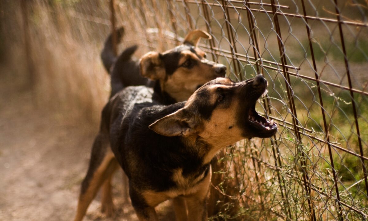 Χανιά: Με κακώσεις στο πρόσωπο ο 4χρονος μετά την επίθεση από τον σκύλο – Μάχη από τους γιατρούς για την σταθεροποίησή του