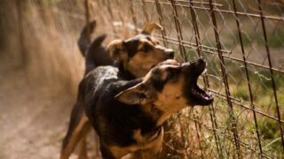 Χανιά: Με κακώσεις στο πρόσωπο ο 4χρονος μετά την επίθεση από τον σκύλο – Μάχη από τους γιατρούς για την σταθεροποίησή του