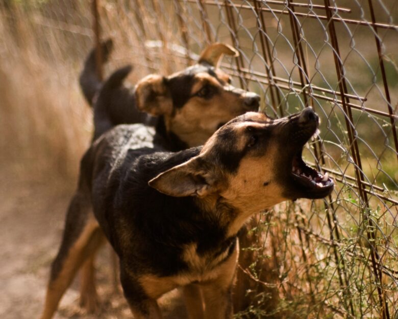 Χανιά: Με κακώσεις στο πρόσωπο ο 4χρονος μετά την επίθεση από τον σκύλο – Μάχη από τους γιατρούς για την σταθεροποίησή του