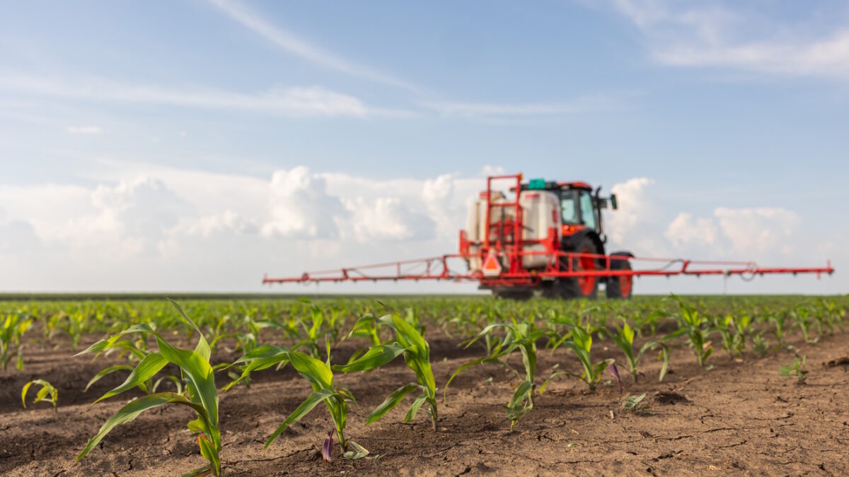 Tractor spraying pesticides on corn field with sprayer at spring