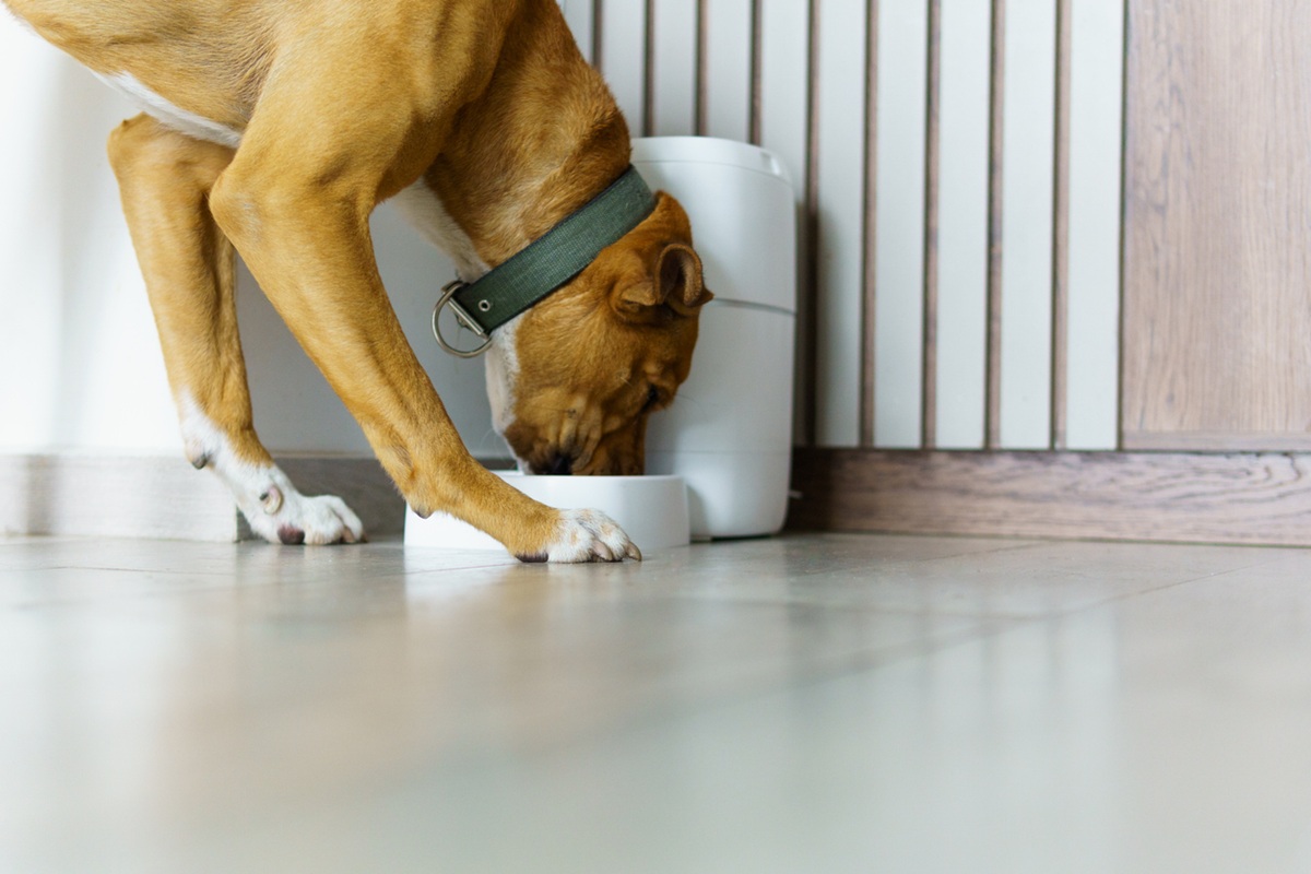 Κατοικίδια και τεχνολογία: Μια νέα καθημερινότητα φροντίδας που δεν γίνεται πάντα αντιληπτή ως αλλαγή