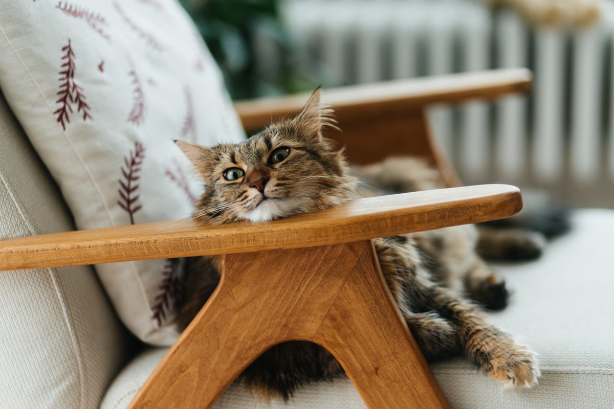 Η ψυχολογία των κατοικιδίων: Όταν η καθημερινότητα του ανθρώπου γίνεται «βαρόμετρο» για τον σκύλο ή την γάτα