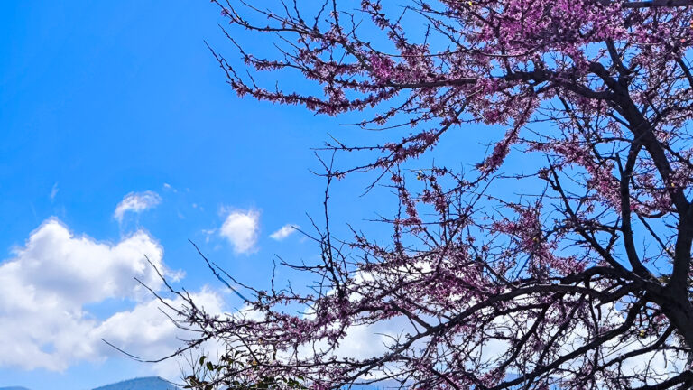 Ανθισμένη κουτσουπιά, στην Αττική. (ΓΙΩΡΓΟΣ ΚΟΝΤΑΡΙΝΗΣ/EUROKINISSI)
