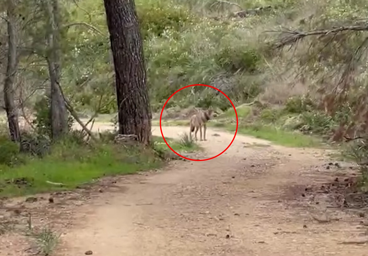 Τατόι: Λύκος «έκοβε» βόλτες στο βουνό - Δείτε βίντεο