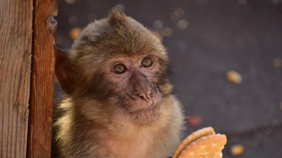 Μαϊμού τρώει μπισκότο