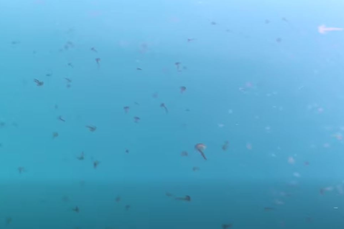 Εύβοια: Με καφέ και μωβ μέδουσες γέμισε η θάλασσα με το φαινόμενο να προκαλεί ανησυχία - Δείτε βίντεο