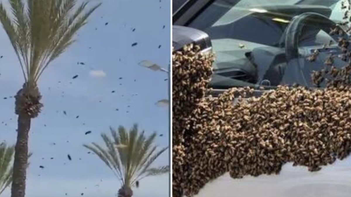 Σμήνος από μέλισσες στο Ισραήλ