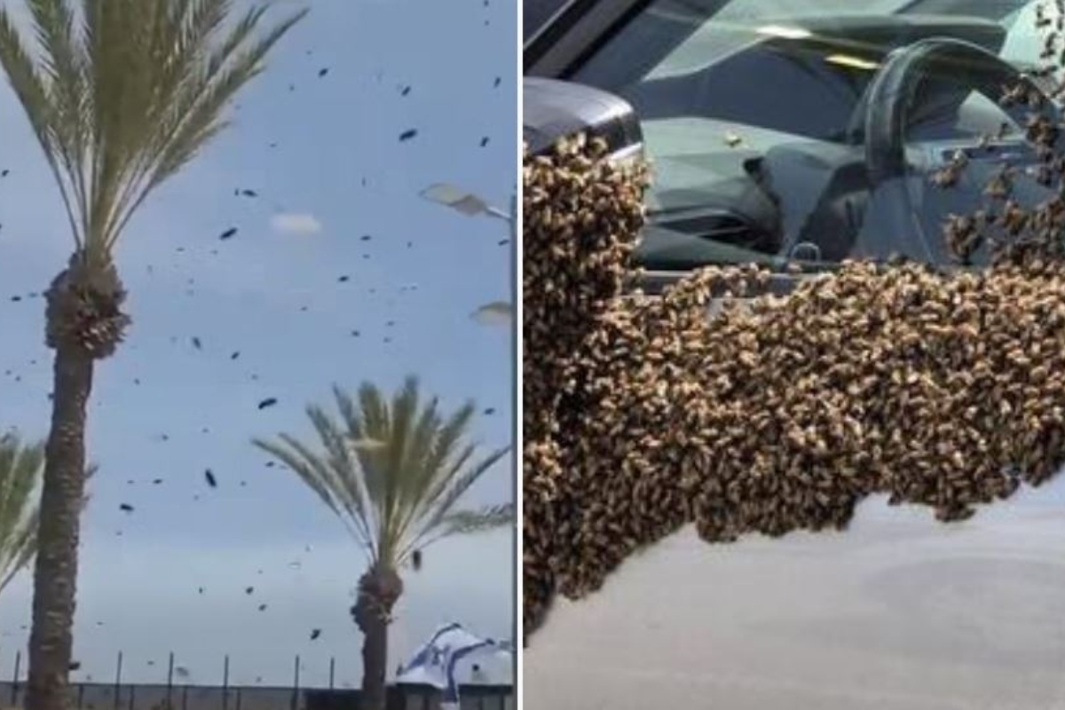 Σμήνος από μέλισσες στο Ισραήλ