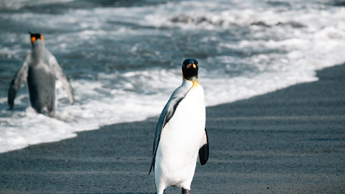 πιγκουίνος