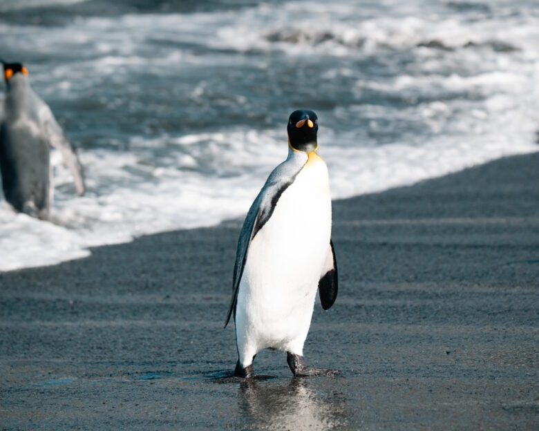 πιγκουίνος