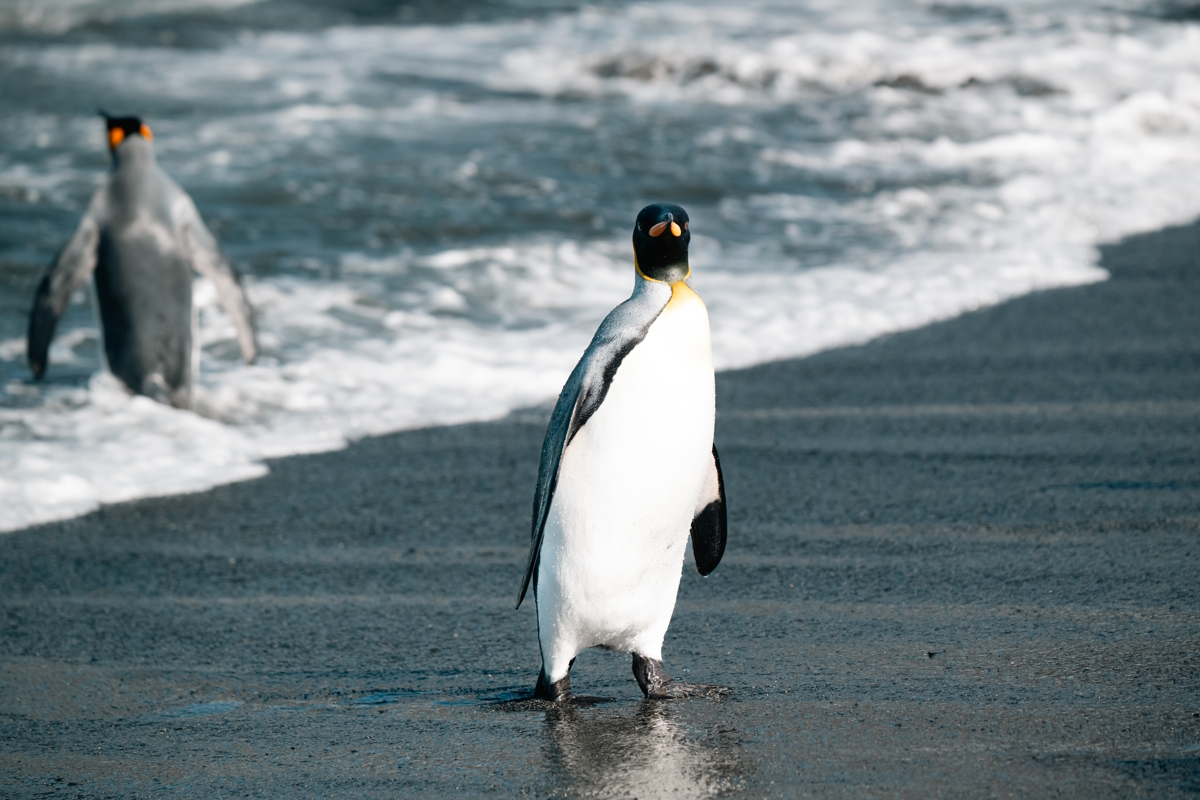 πιγκουίνος