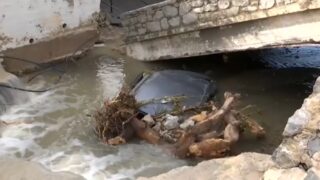 Κακοκαιρία Erminio: Εικόνες καταστροφής στον Πόρο – Μπαζωμένο ρέμα «φούσκωσε» σε ορμητικό χείμαρρο