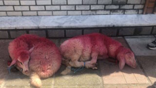 Πηγή φωτογραφίας: Άριελ Φιλοζωϊκό Πολιτιστικό Σωματείο - Ariel stray care & cultural union