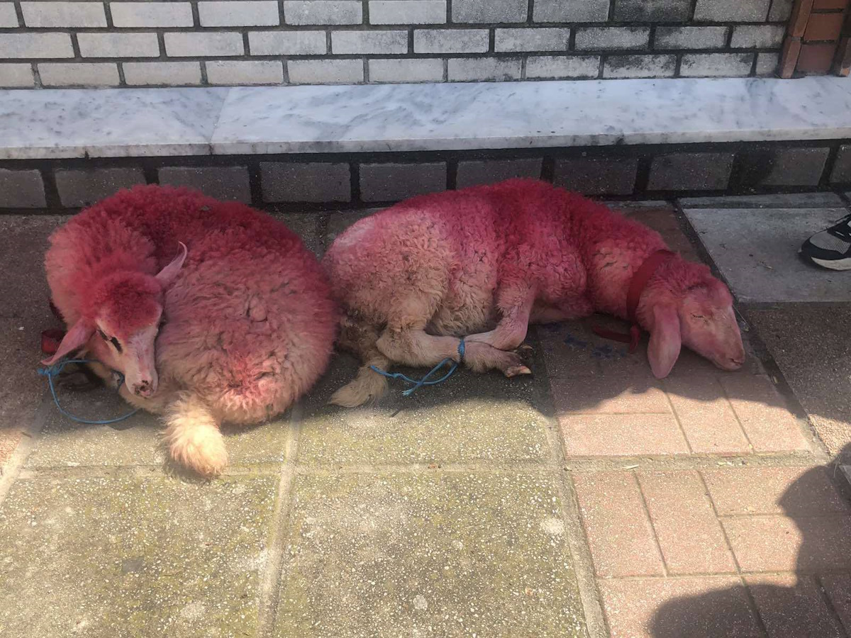 Κτηνωδία στην Θεσσαλονίκη: Έδεσαν πρόβατα και τα έβαψαν κόκκινα έξω από εκκλησία - Σοκαριστικές φωτογραφίες