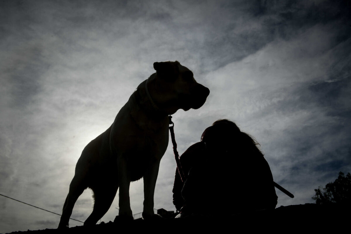 Πειραιάς: Σκύλος δάγκωσε παιδί 2 ετών στο κεφάλι – Συνελήφθη η γιαγιά του