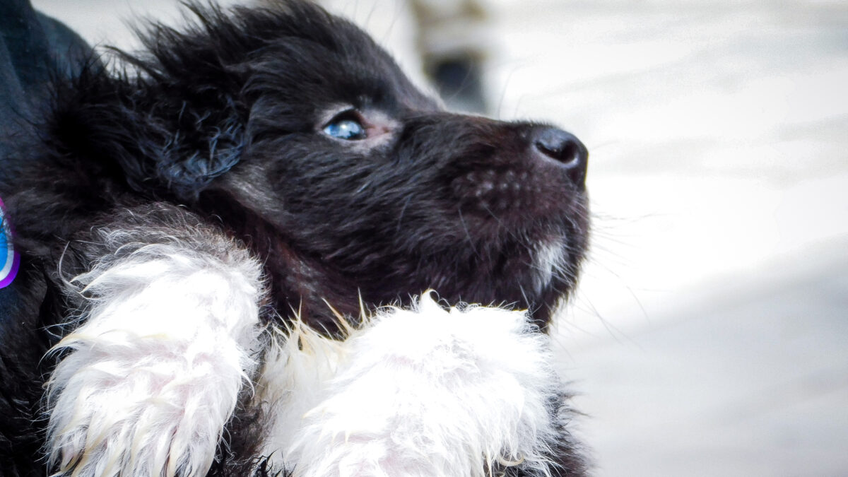 ΜΙΧΑΛΗΣ ΠΑΠΑΝΙΚΟΛΑΟΥ
