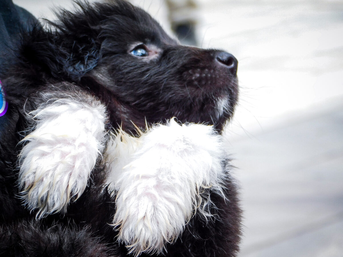 ΜΙΧΑΛΗΣ ΠΑΠΑΝΙΚΟΛΑΟΥ