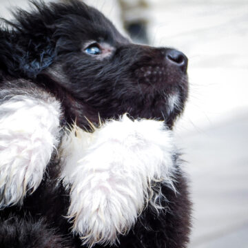 ΜΙΧΑΛΗΣ ΠΑΠΑΝΙΚΟΛΑΟΥ