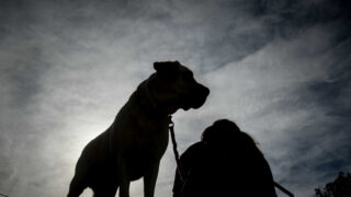 Πειραιάς: Σκύλος δάγκωσε παιδί 2 ετών στο κεφάλι – Συνελήφθη η γιαγιά του