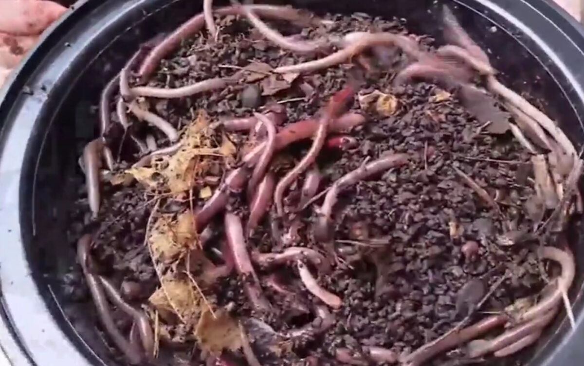 Συναγερμός στις ΗΠΑ για το «ασιατικό σκουλήκι-άλτη»: Πολλαπλασιάζεται μόνο του, απειλεί οικοσυστήματα και δεν καταστρέφεται