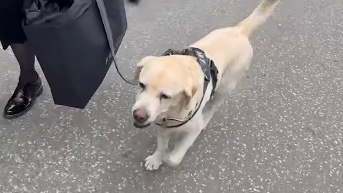 Κηδεία Ντούσκο Βουγιόσεβιτς: Η συγκίνηση του Ζέλικο Ομπράντοβιτς και η παρουσία του σκύλου του αείμνηστου προπονητή