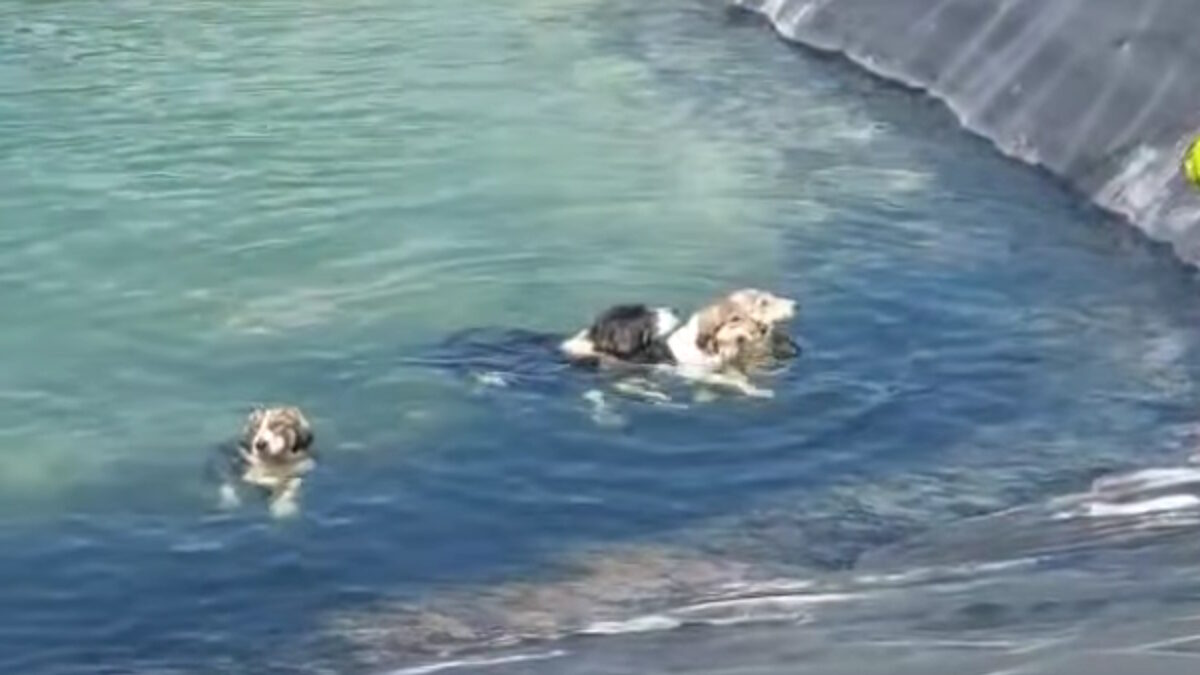 Τα σκυλιά στην Κατερίνη