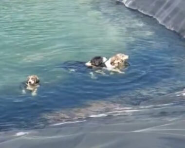 Τα σκυλιά στην Κατερίνη